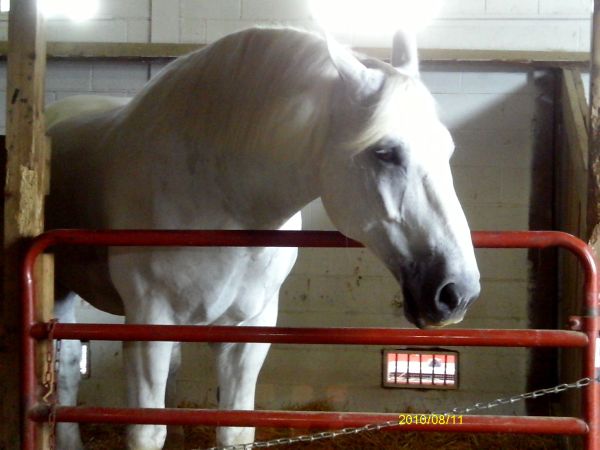 White Horse in Corral