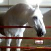 White Horse in Corral