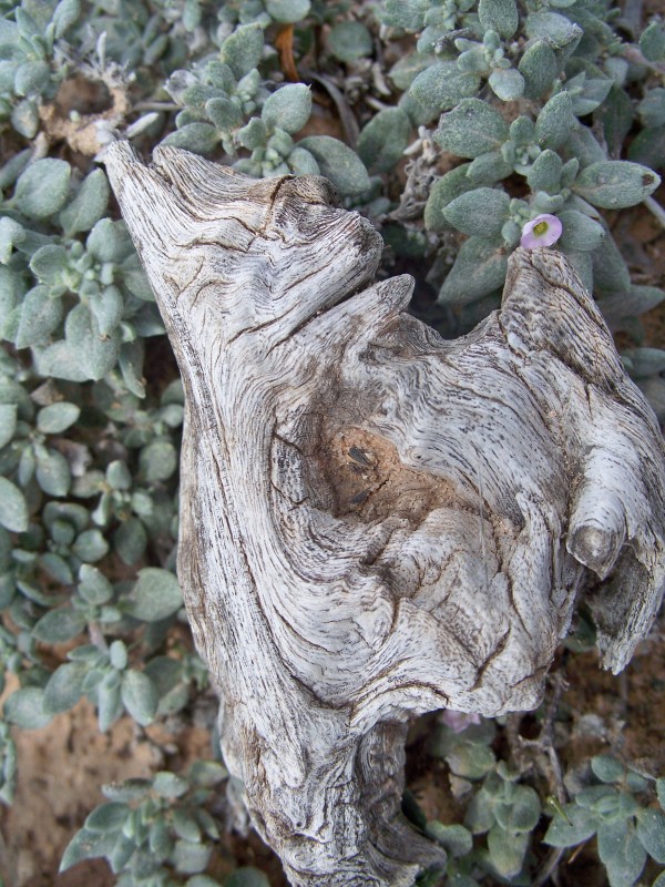 Gnarled wood on succulents.