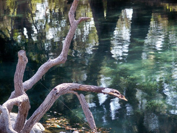 Tree reflected in water with deadwood in foreground.