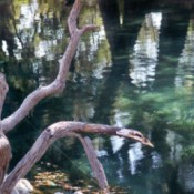 Tree reflected in water with deadwood in foreground.