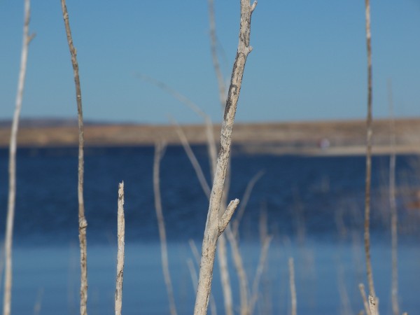 Sticks with lake in background.