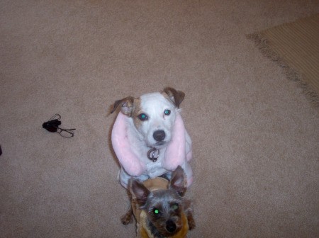 Jack Russell and Yorkie in their warm coats.