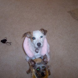 Jack Russell and Yorkie in their warm coats.