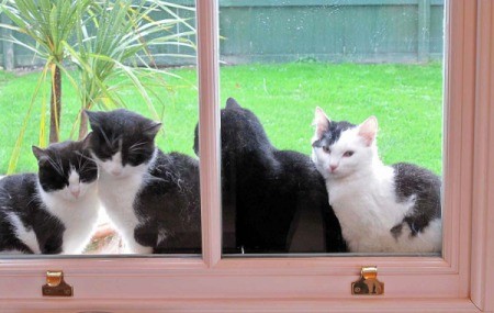 Fours Cats on the Outside of Window Sill