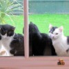 Fours Cats on the Outside of Window Sill