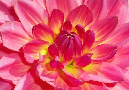 Closeup of Bright Pink Flower Petals