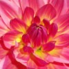Closeup of Bright Pink Flower Petals