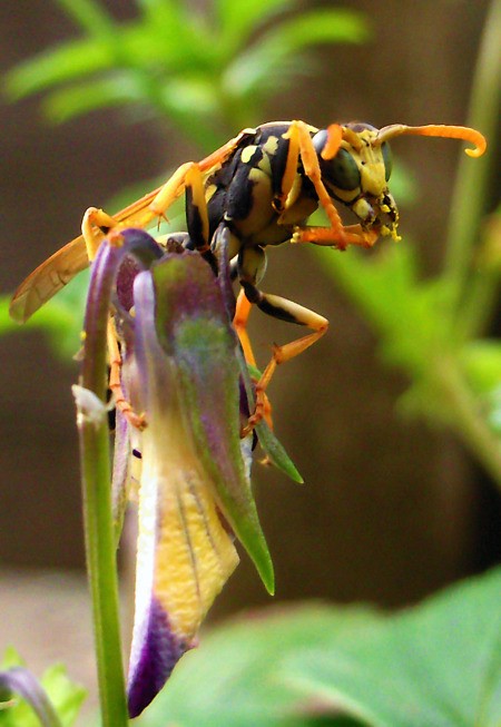 Large Wasp on a Flower