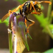 Large Wasp on a Flower