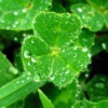 Closeup of Clover with Dew on It