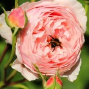 Pink rose with bumble bee.