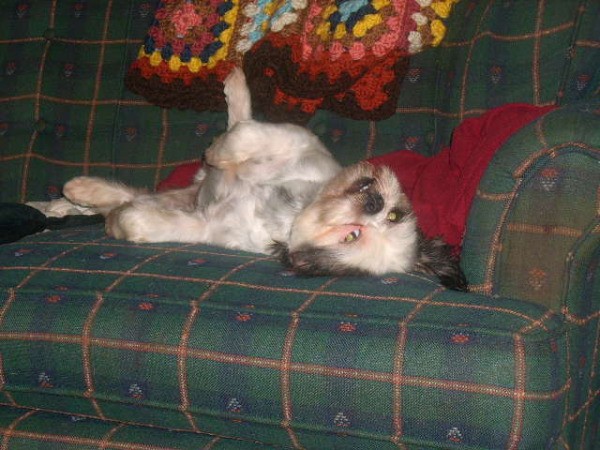 Ted E Bear the Dog Laying on Plaid Couch