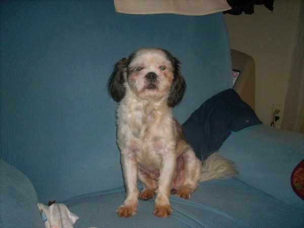 Ted E Bear the Dog Sitting up on Blue Couch