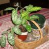 House plant with gold speckled leaves.