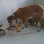 Boxer and two Frenchies eating.