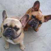 Des and Cinn Frenchies Looking Up at Camera