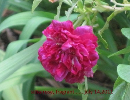 Closeup of dark pink rose.