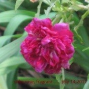 Closeup of dark pink rose.