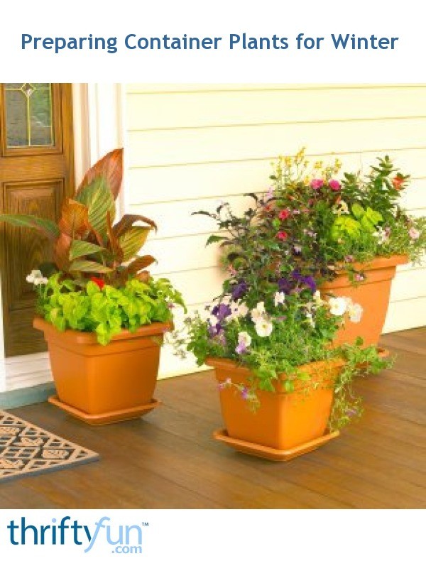 Preparing Container Plants for Winter ThriftyFun