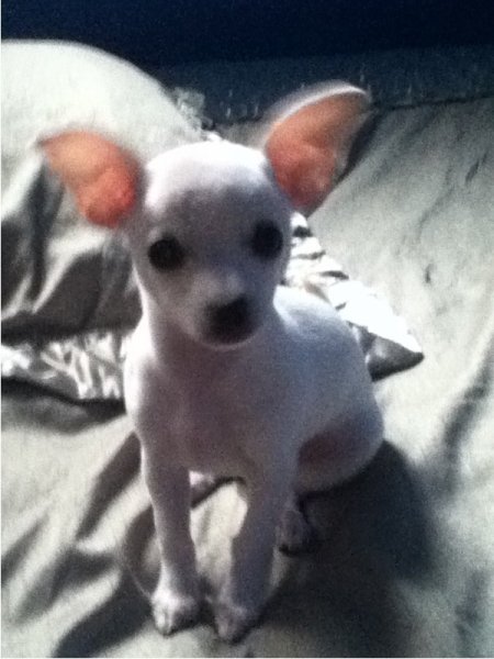 White Chihuahua puppy.