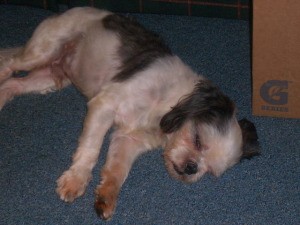 Dog sleeping on blue carpet.