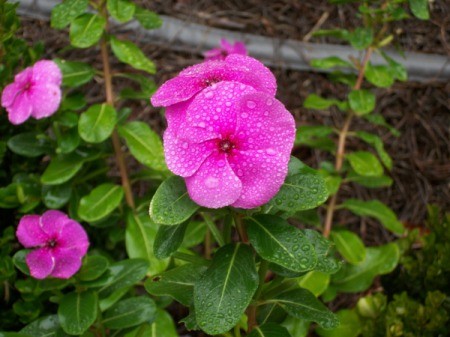 Dew on Pink Vinca