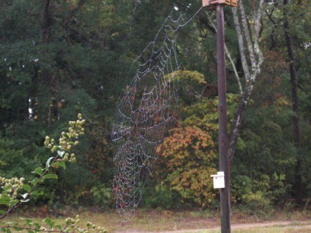 Dew on Spider Web