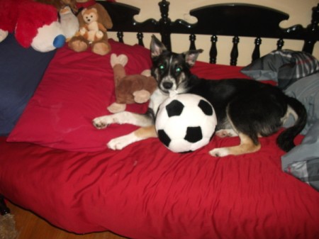 Tony the Dog on a Red Pillow