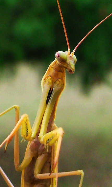 Closeup of Praying Mantis