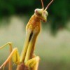 Closeup of Praying Mantis