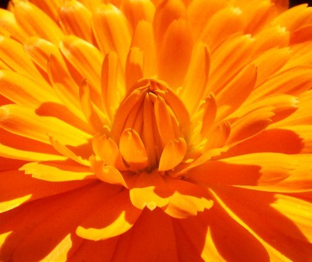 Closeup of Bright Orange Flower Petals