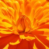 Closeup of Bright Orange Flower Petals