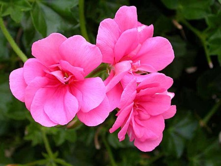 Closeup of Salmon Queen Geranium