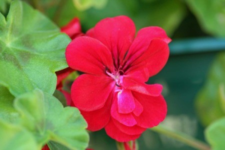 Closeup of Double Red Ivy Geranium