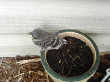 Baby Bird in Planter