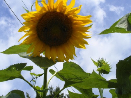 Large Yellow Sunflower With Blue Sky in Background