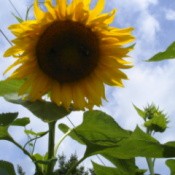 Large Yellow Sunflower With Blue Sky in Background