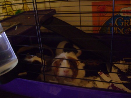 Three Guinea Pigs in a Cage