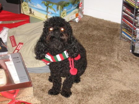 Black poodle with Christmas striped scarf.