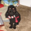 Black poodle with Christmas striped scarf.