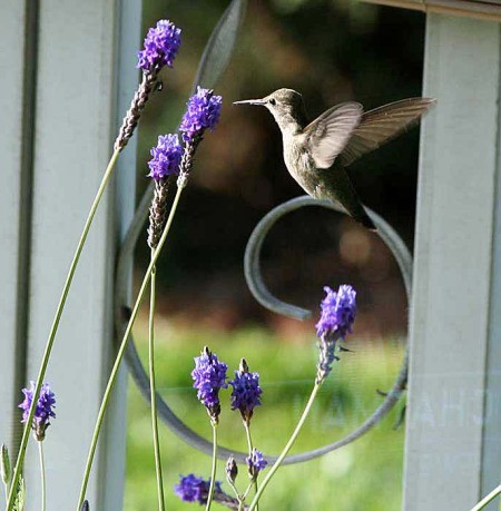 Hummingbird feeding at lavender