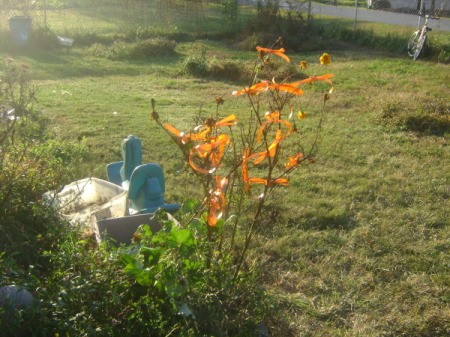 Orange Ribbon Tied to a Bush