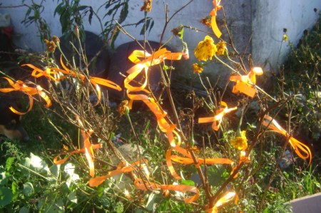 Closeup of Orange Ribbon Tied to Bush