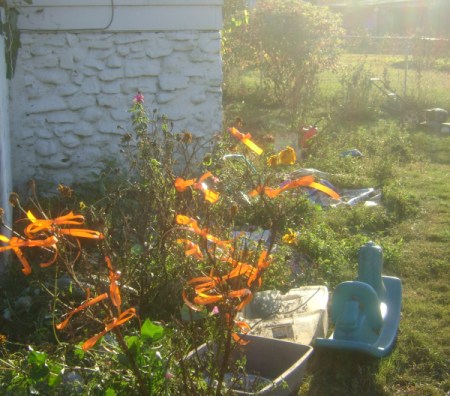 Side View of Orange Ribbon Bush