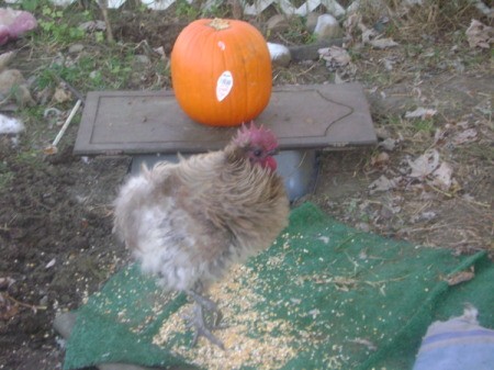 Phoenix With a Pumpkin in Pen