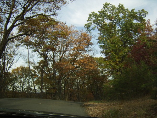 View of Fall Trees from Inside Vehicle