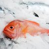 Red Snapper in Ice