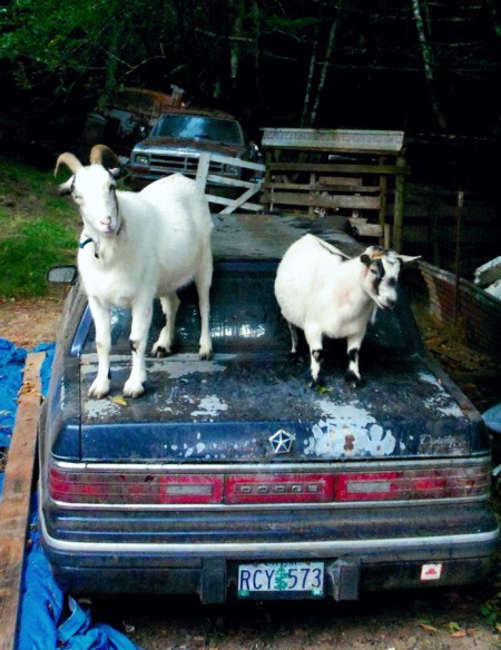 Patches and Mary on a Car