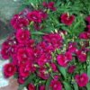 Dark pink and red sweet William.